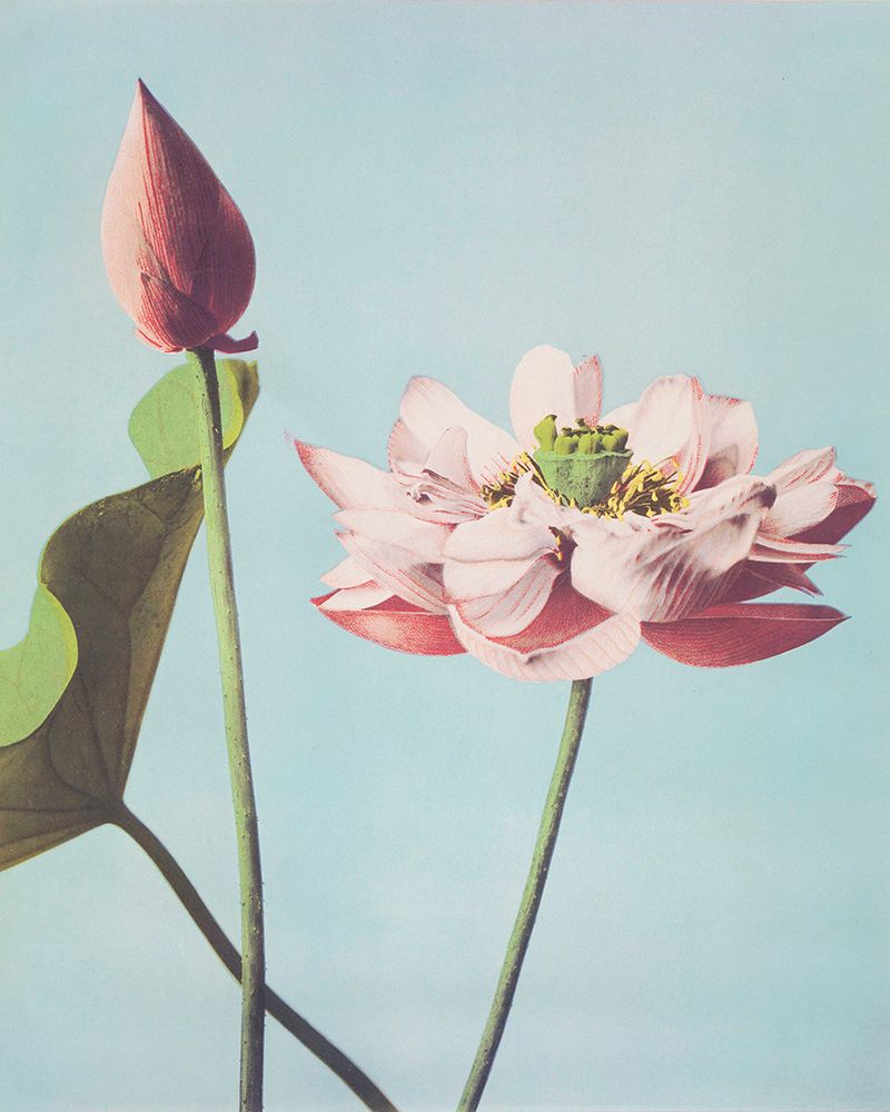 Lotus Flowers art print by Ogawa Kazumasa for $57.95 CAD