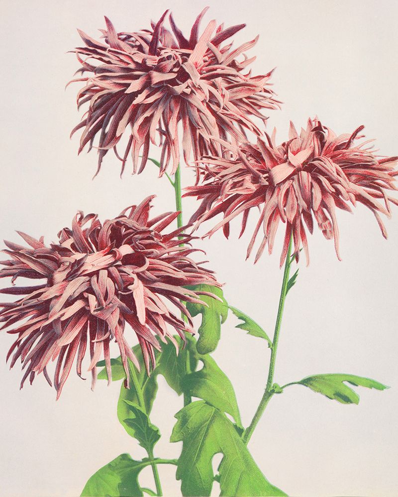 Three Pink Chrysanthemum art print by Ogawa Kazumasa for $57.95 CAD