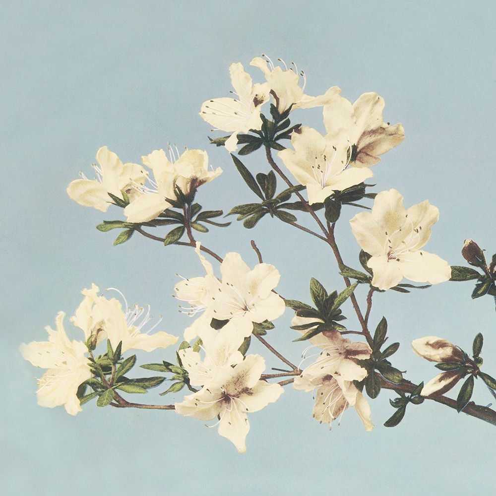 Vintage Japanese azaleas art print by Ogawa Kazumasa for $57.95 CAD