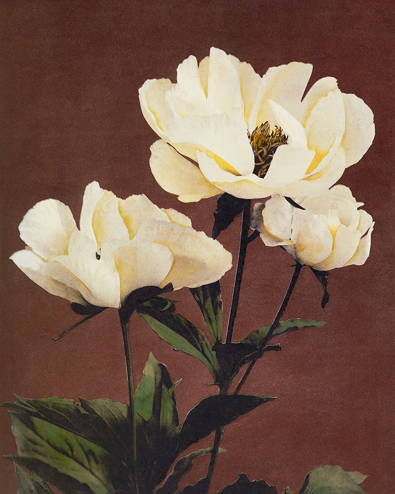 Haerdaceous Peony art print by Ogawa Kazumasa for $57.95 CAD