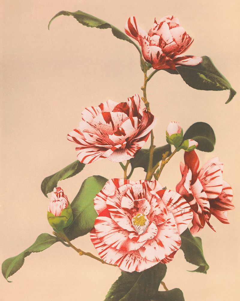 Striped Camellias art print by Ogawa Kazumasa for $57.95 CAD