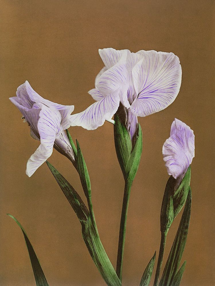 Iris Kaempferi art print by Ogawa Kazumasa for $57.95 CAD