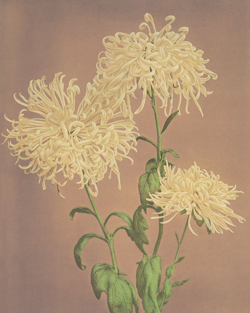 Three Yellow Chrysanthemums art print by Ogawa Kazumasa for $57.95 CAD