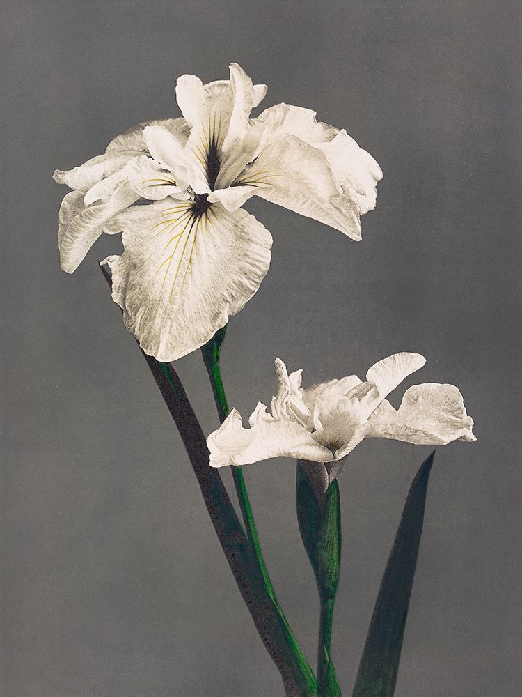 Iris Kaempferi II art print by Ogawa Kazumasa for $57.95 CAD