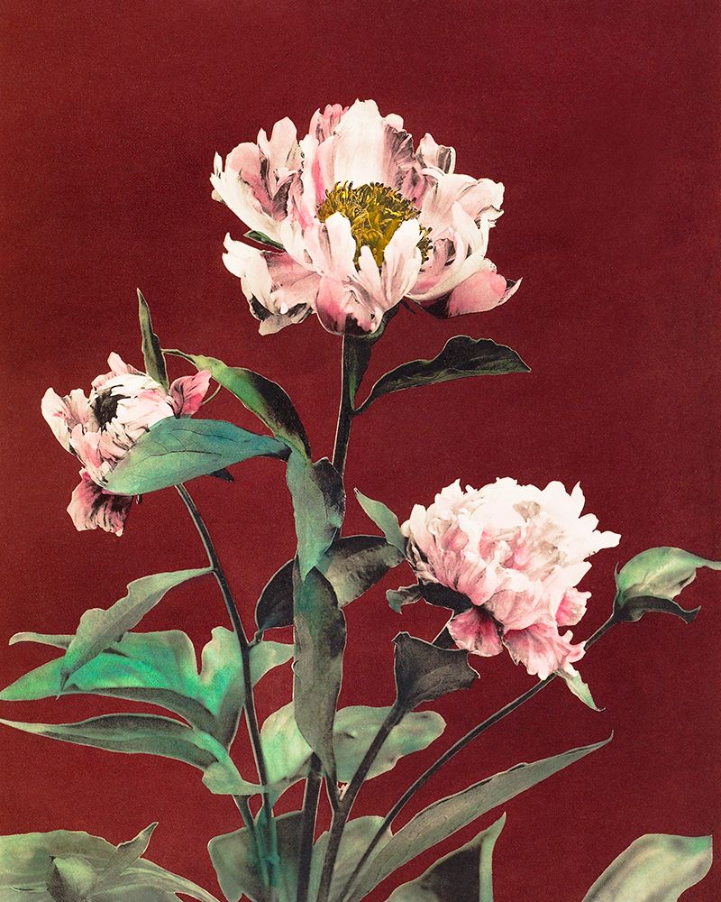 Haerdaceous Peony art print by Ogawa Kazumasa for $57.95 CAD