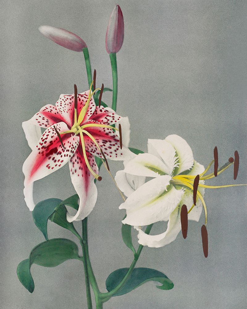 Lily art print by Ogawa Kazumasa for $57.95 CAD