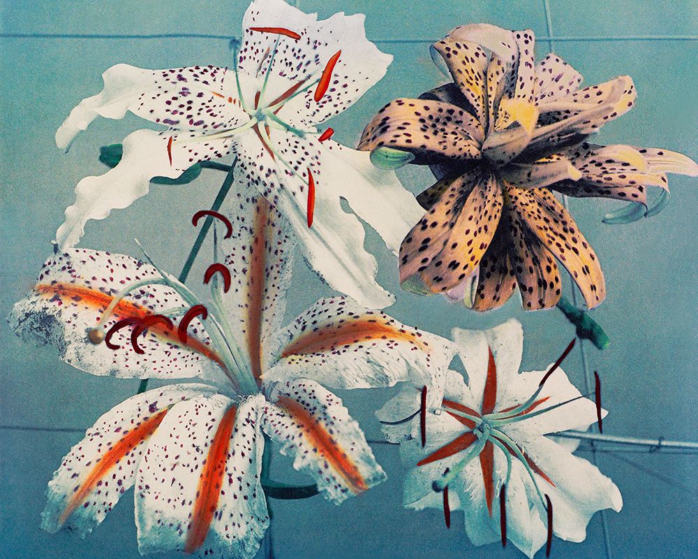 Lily II art print by Ogawa Kazumasa for $57.95 CAD
