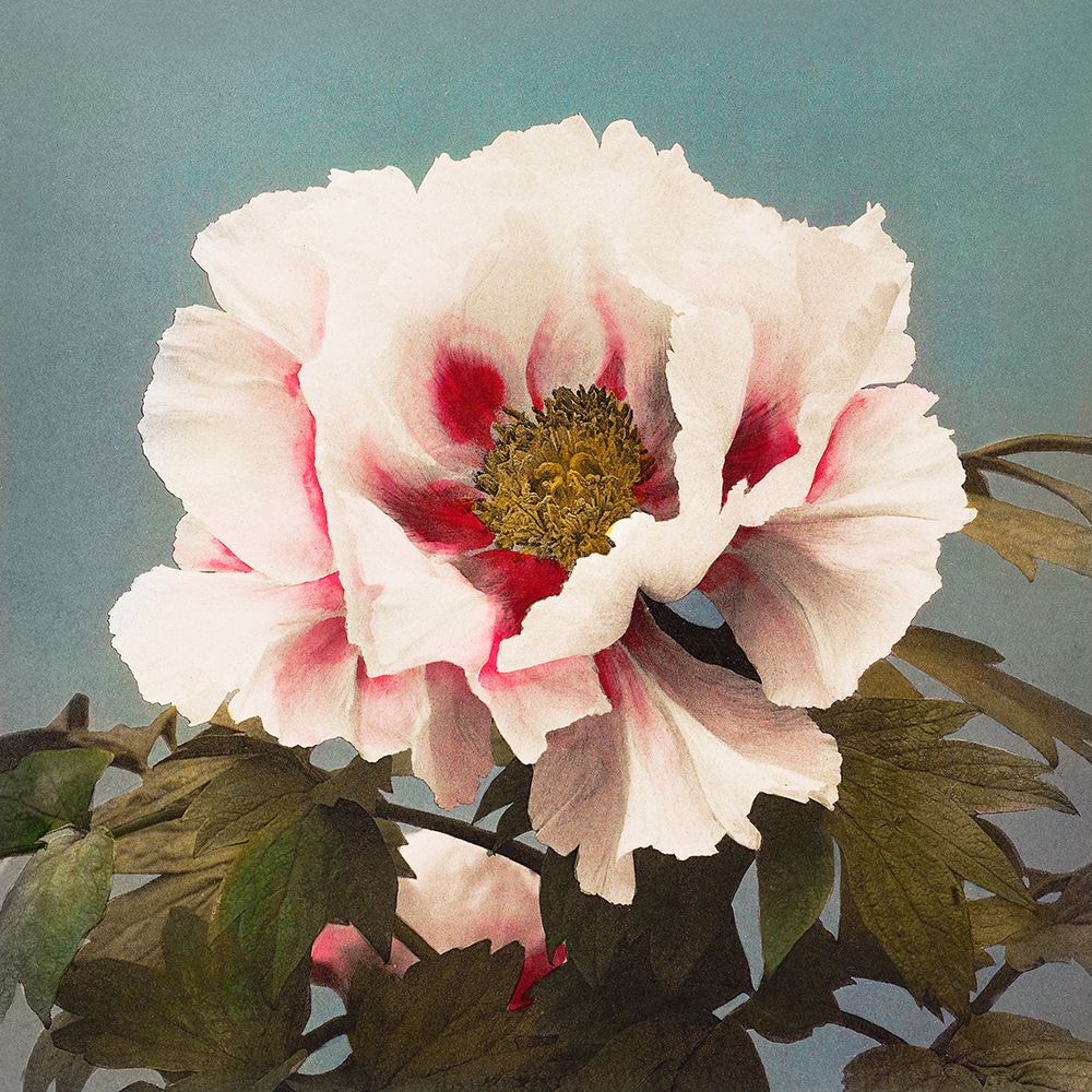 Tree Peony II art print by Ogawa Kazumasa for $57.95 CAD