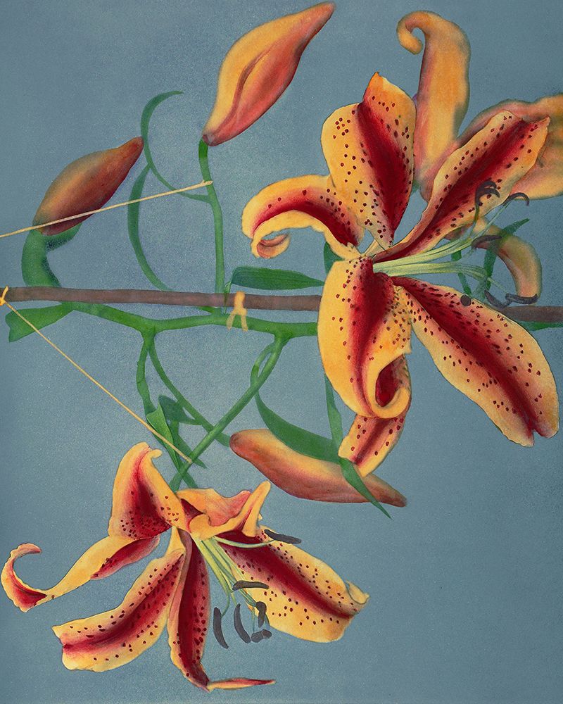 Lily III art print by Ogawa Kazumasa for $57.95 CAD