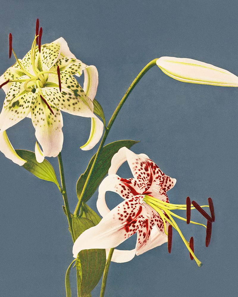 Lilies collotype from Japan art print by Ogawa Kazumasa for $57.95 CAD