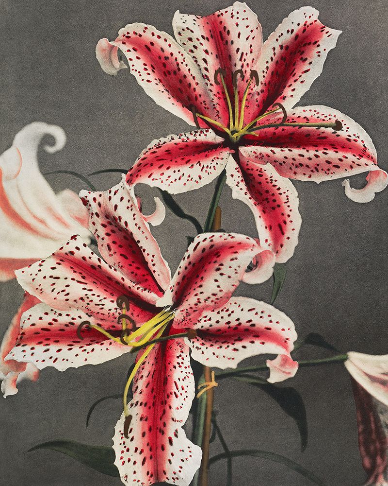 Lily IV art print by Ogawa Kazumasa for $57.95 CAD