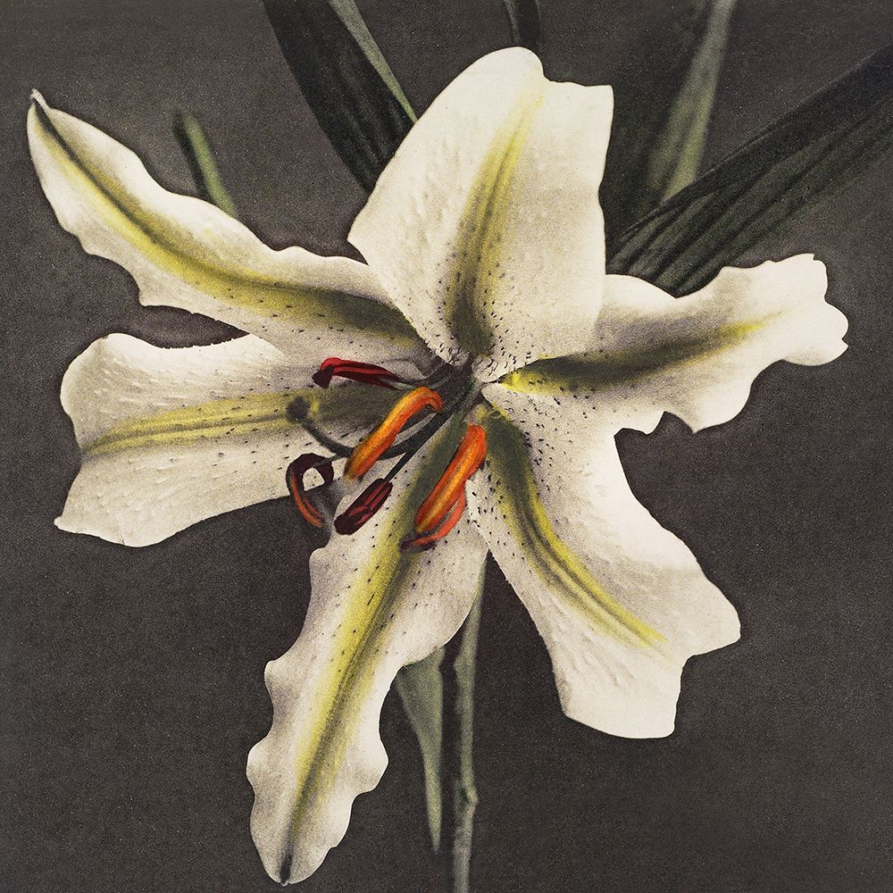 Lily VI art print by Ogawa Kazumasa for $57.95 CAD