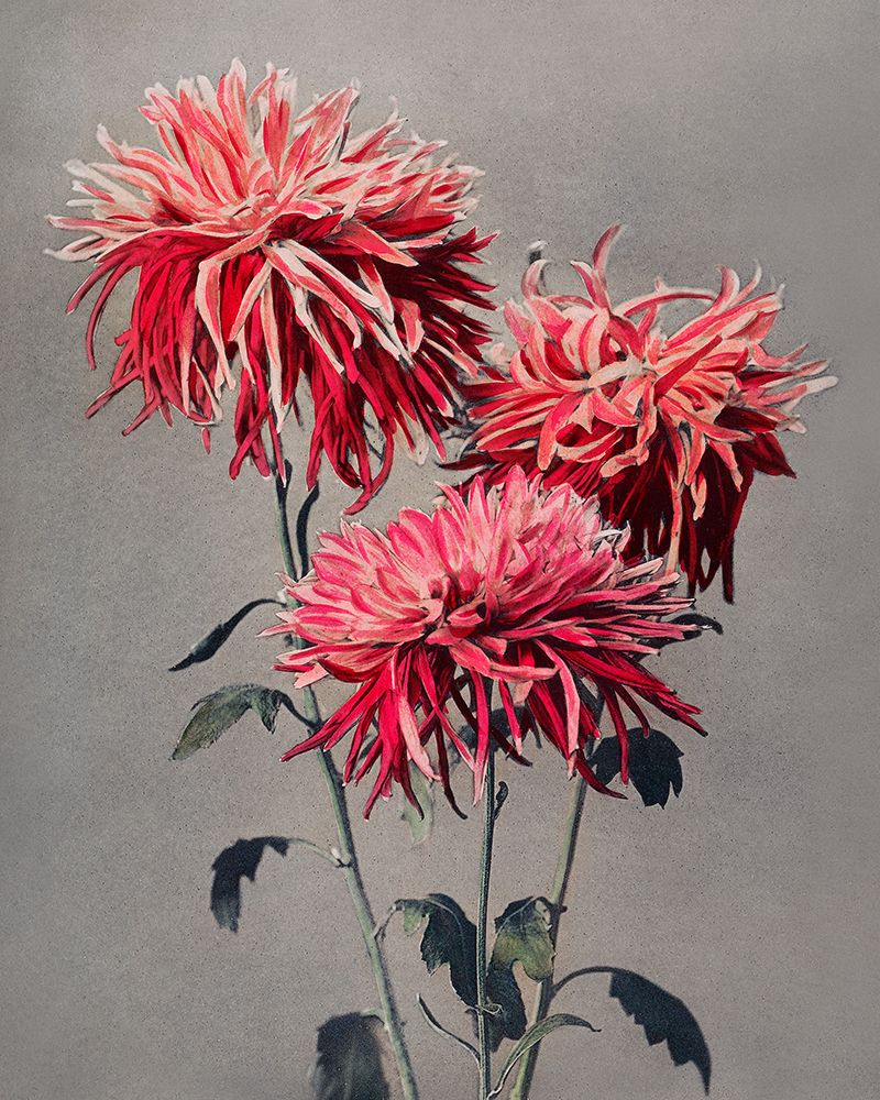 Asa dsuma bune art print by Ogawa Kazumasa for $57.95 CAD