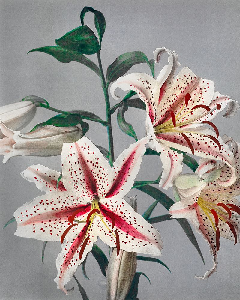 Lily VII art print by Ogawa Kazumasa for $57.95 CAD