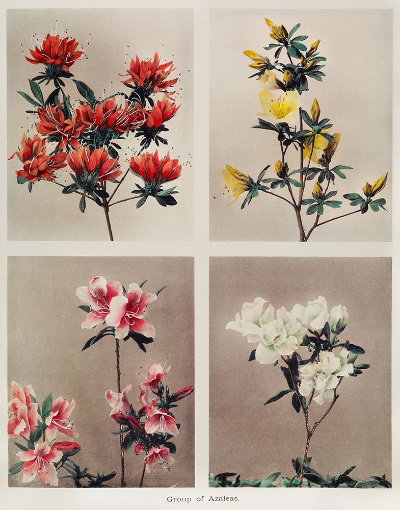 Group of Azaleas art print by Ogawa Kazumasa for $57.95 CAD