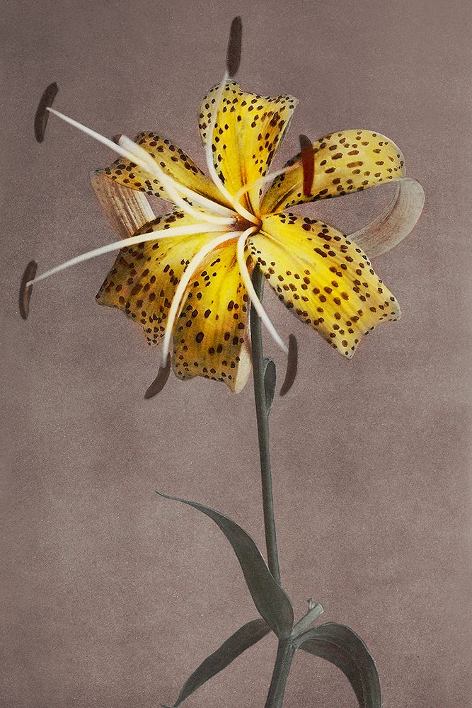 Lily XI art print by Ogawa Kazumasa for $57.95 CAD
