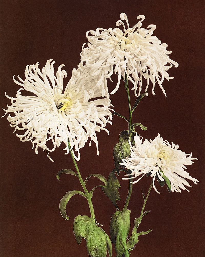 Chrysanthemum art print by Ogawa Kazumasa for $57.95 CAD