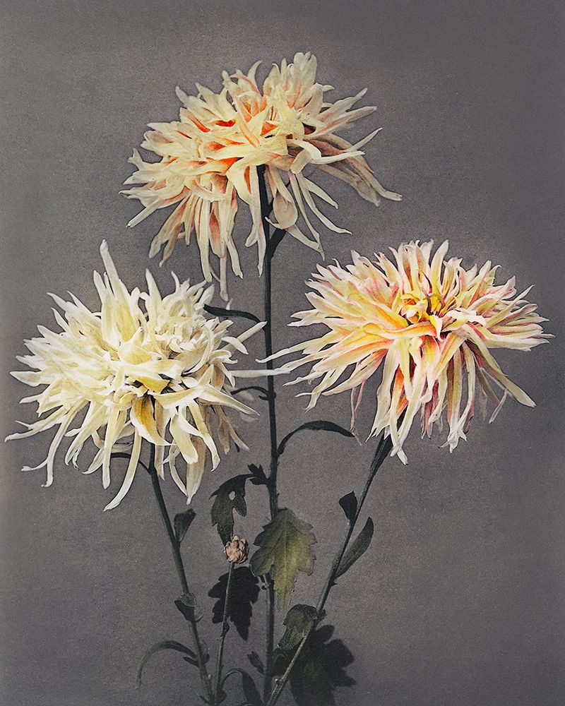 Imo se Yama art print by Ogawa Kazumasa for $57.95 CAD