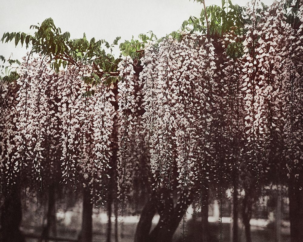 Wistaria Chinensis art print by Ogawa Kazumasa for $57.95 CAD
