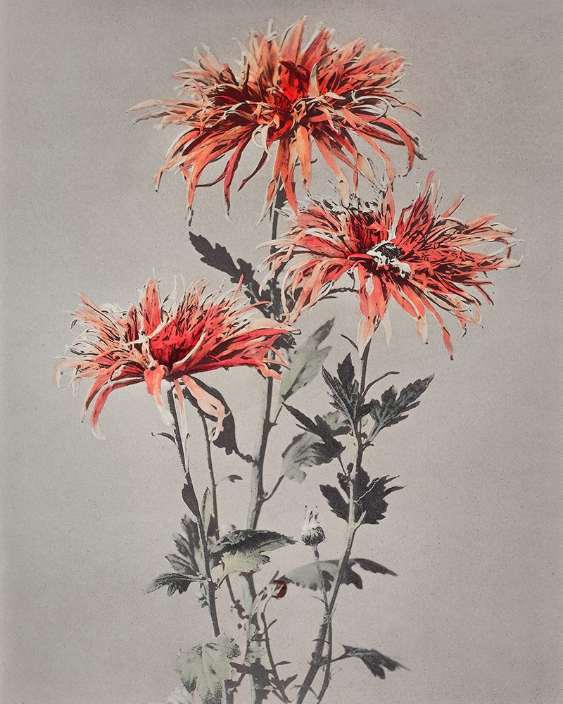 Kin Shi Shi art print by Ogawa Kazumasa for $57.95 CAD