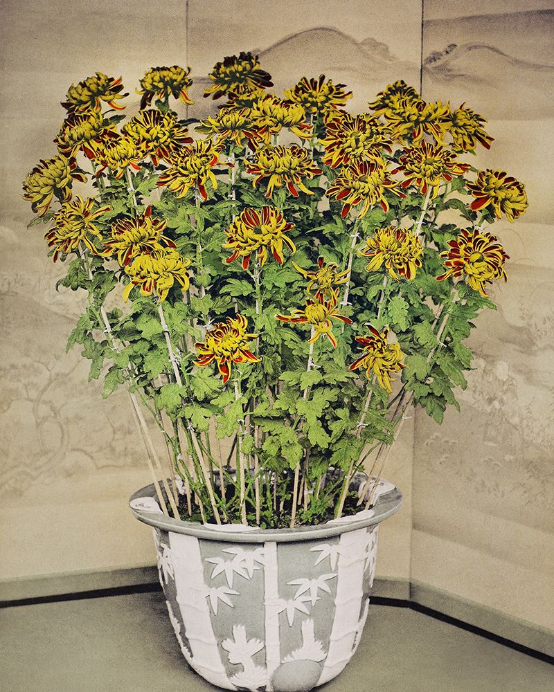 Chrysanthemum art print by Ogawa Kazumasa for $57.95 CAD