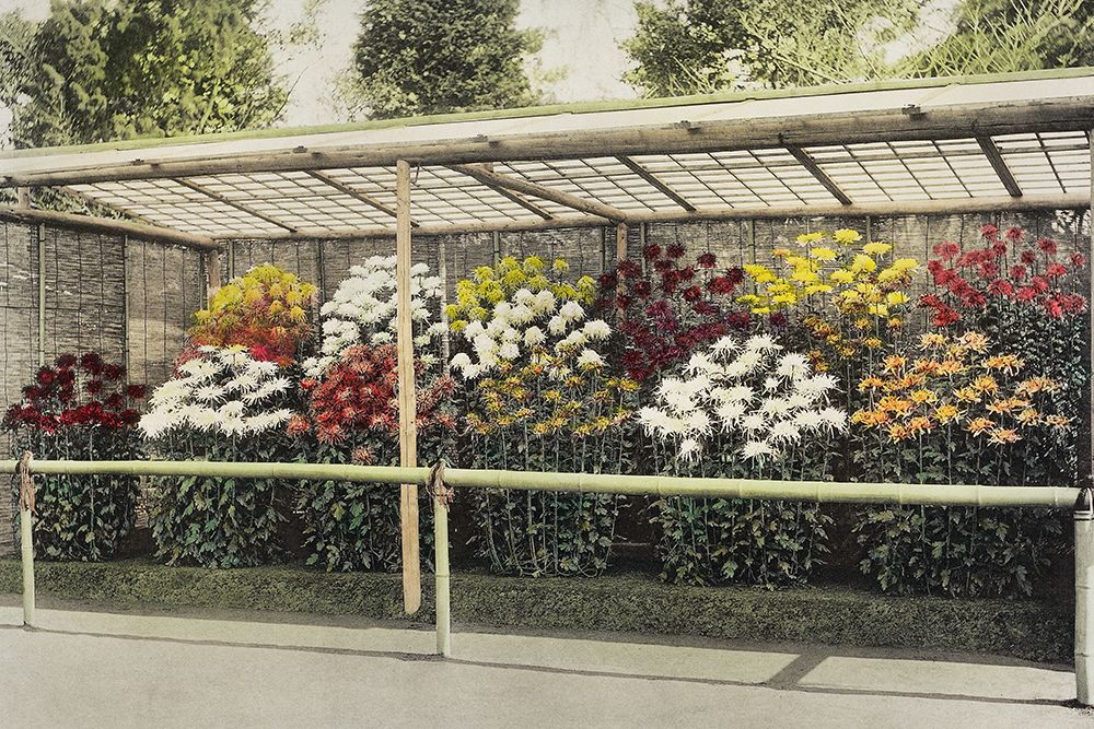 Chrysanthemum Garden art print by Ogawa Kazumasa for $57.95 CAD
