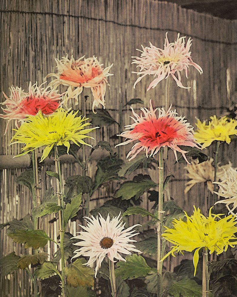 Tsuzure no Nishiki art print by Ogawa Kazumasa for $57.95 CAD
