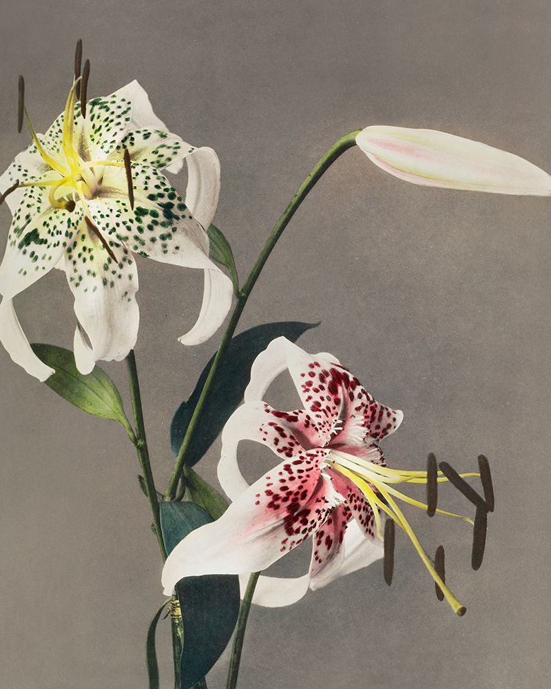 Lily XIII art print by Ogawa Kazumasa for $57.95 CAD