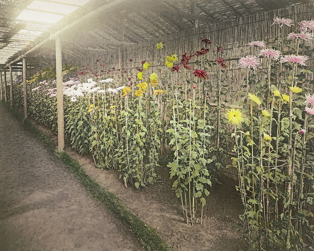 Chrysanthemum Garden II art print by Ogawa Kazumasa for $57.95 CAD