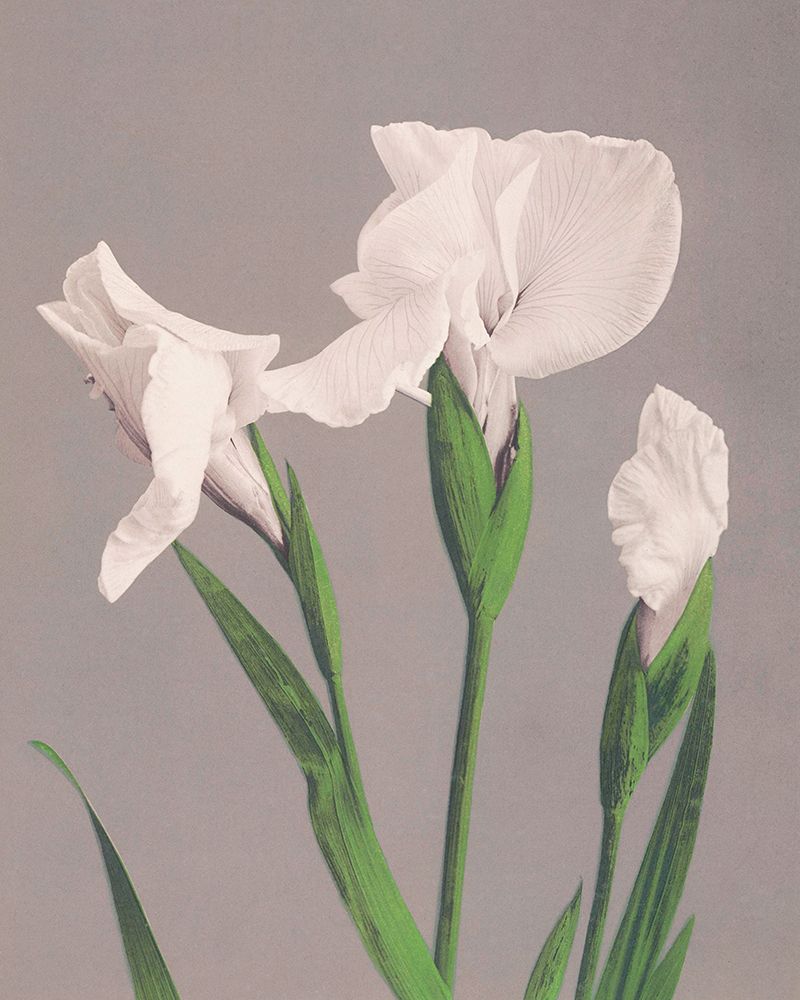 White Irises art print by Ogawa Kazumasa for $57.95 CAD