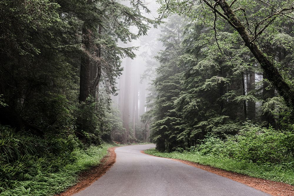 Redwood National and State Park on U.S. 101 in Northern California art print by Carol Highsmith for $57.95 CAD