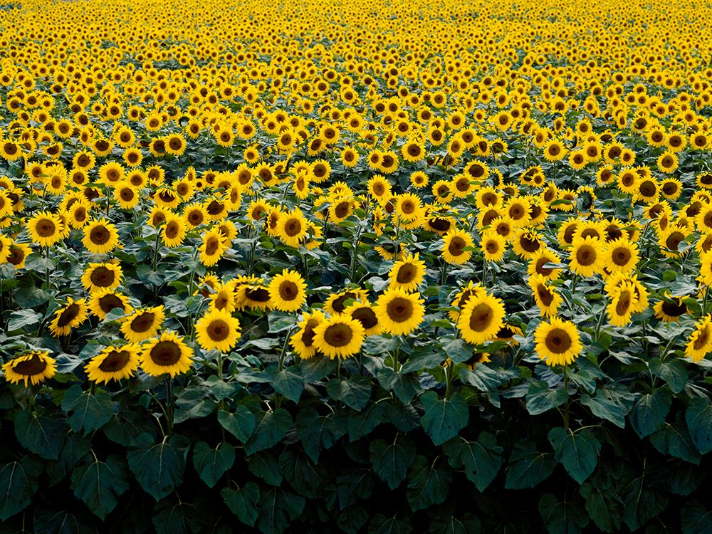 Sunflowers in a Wisconsin Field art print by Carol Highsmith for $57.95 CAD