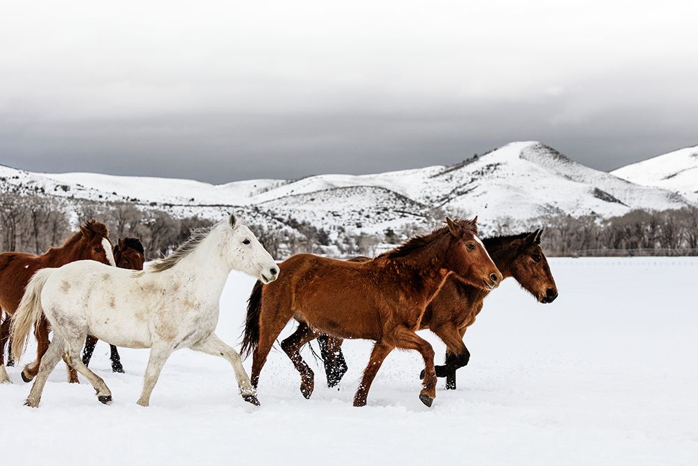 Wild and Domesticated Horses-Ladder Livestock Ranch-Wyoming Colorado border art print by Carol Highsmith for $57.95 CAD