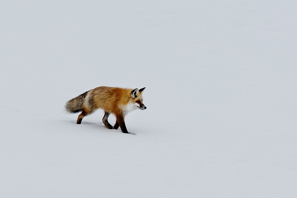 A red fox prowls for voles art print by Carol Highsmith for $57.95 CAD