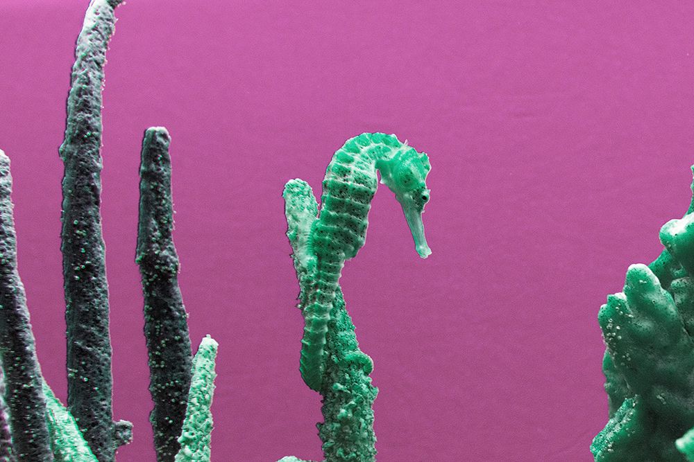 Seahorse at The Monterey Bay Aquarium in Monterey-California art print by Carol Highsmith for $57.95 CAD