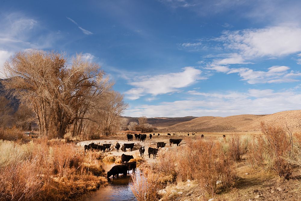 Cattle grazing in a meadow-Bishop-Mono County-California art print by Carol Highsmith for $57.95 CAD