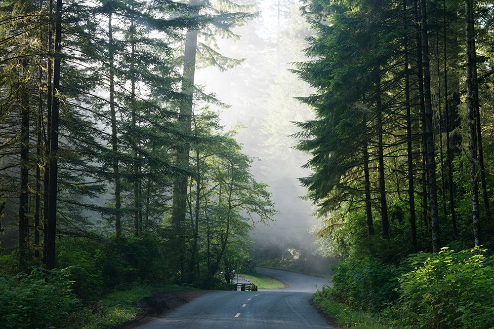 Lady Bird Johnson Grove in Northern California art print by Carol Highsmith for $57.95 CAD