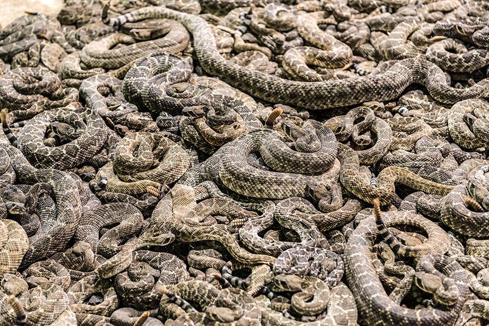 The Worlds Largest Rattlesnake Roundup in Sweetwater-Texas art print by Carol Highsmith for $57.95 CAD