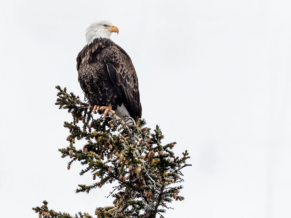 A Young Bald Eagle-Yellowstone National Park-Wyoming art print by Carol Highsmith for $57.95 CAD