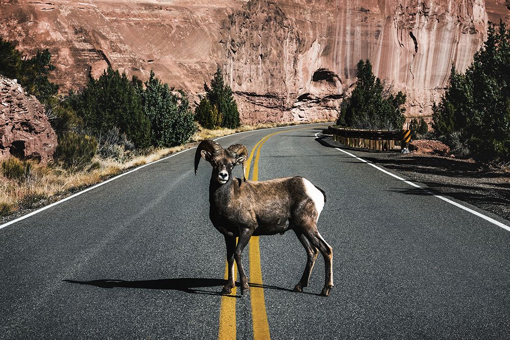 A Bighorn Sheep in Colorado National Monument-Mesa County-Colorado art print by Carol Highsmith for $57.95 CAD