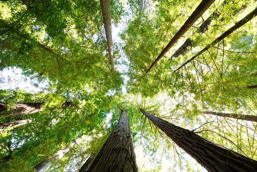 The Redwood National and State Parks-California art print by Carol Highsmith for $57.95 CAD