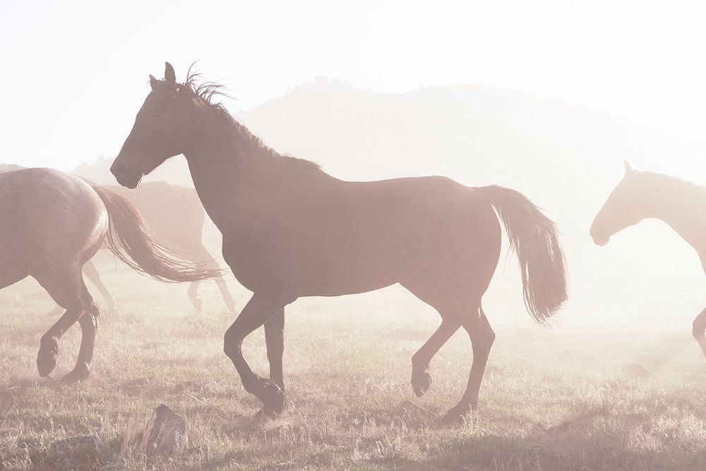Roundup of Horses-Riverside-Wyoming art print by Carol Highsmith for $57.95 CAD