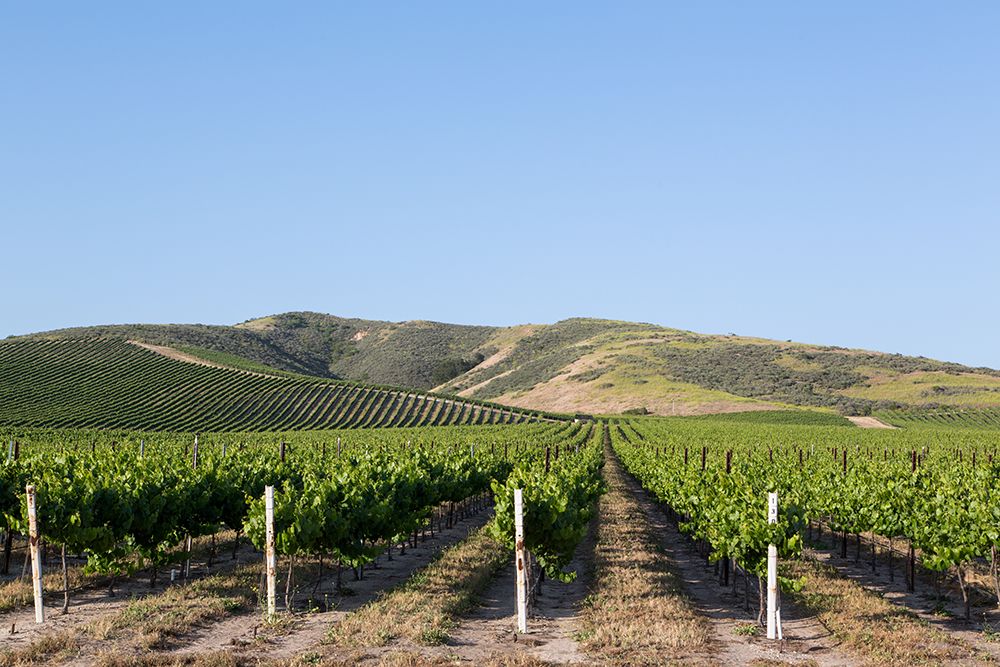 California Vineyards art print by Carol Highsmith for $57.95 CAD
