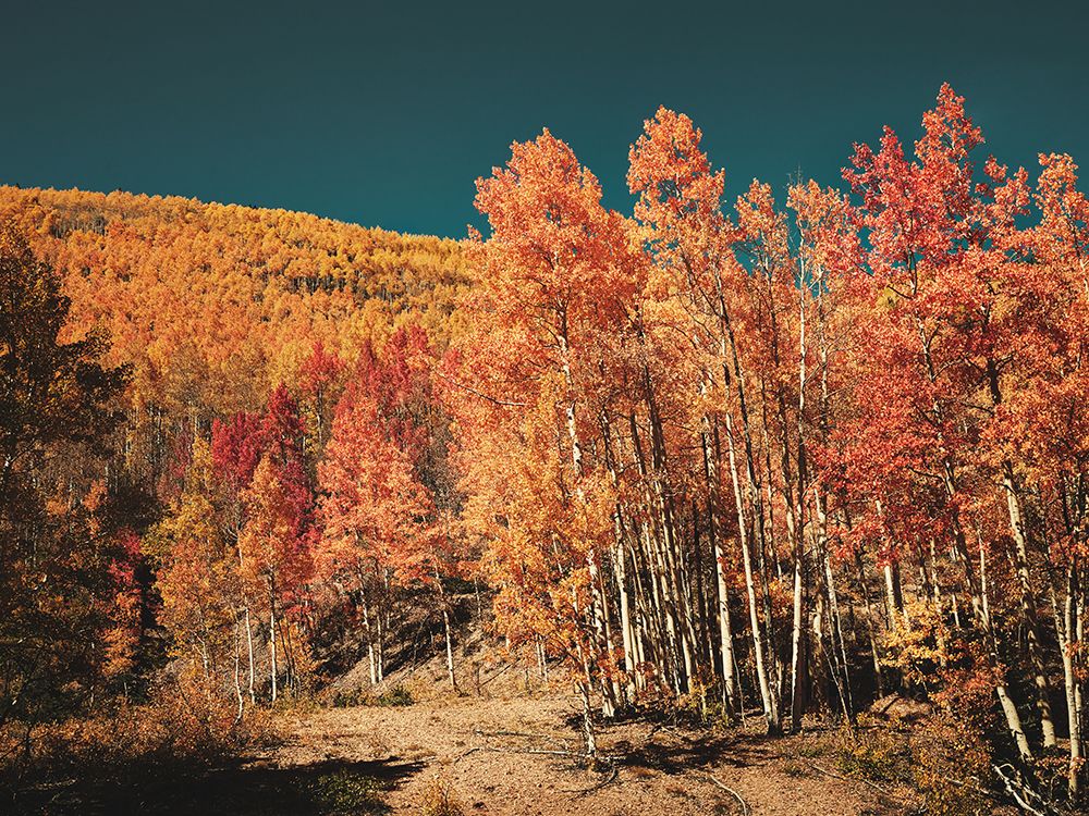 Fall Aspens in San Juan County-Colorado art print by Carol Highsmith for $57.95 CAD