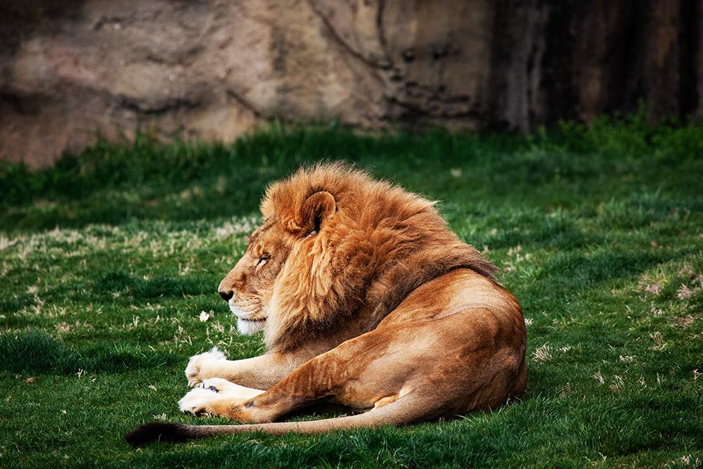 Lions at the Montgomery Zoo in Oak Park-Alabama art print by Carol Highsmith for $57.95 CAD