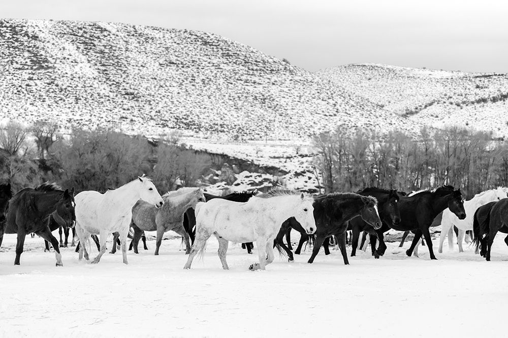 Wild Horses at the Wyoming-Colorado border art print by Carol Highsmith for $57.95 CAD