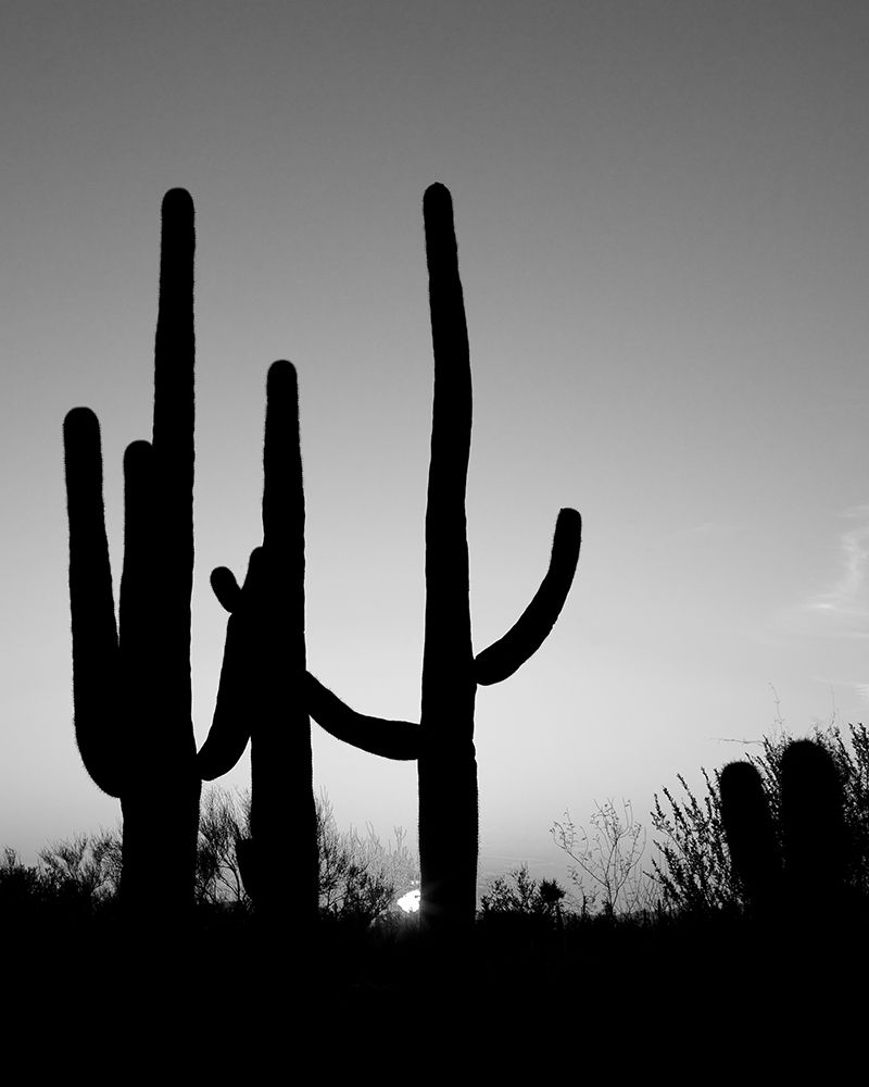 Saguaro Cactus near Tucson-Arizona art print by Carol Highsmith for $57.95 CAD