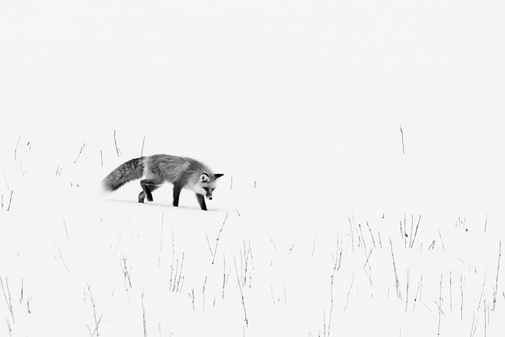 Red Fox-Yellowstone National Park Wyoming art print by Carol Highsmith for $57.95 CAD