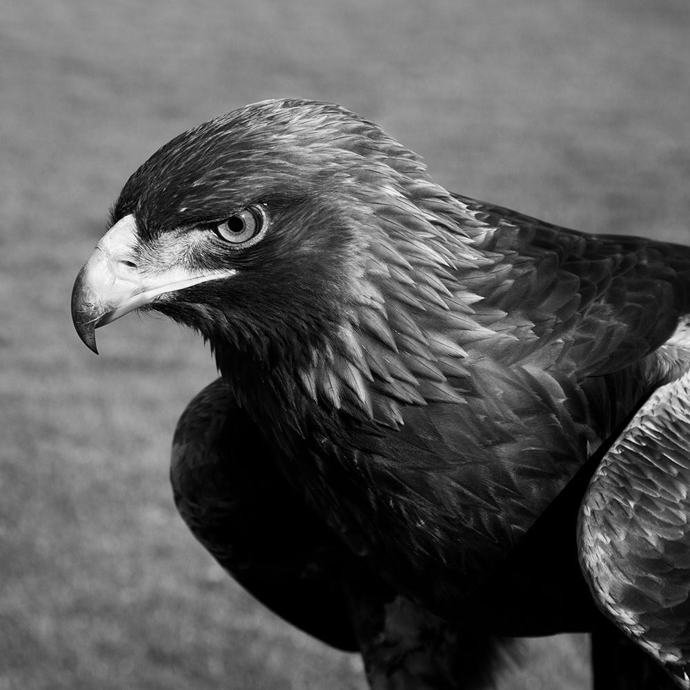 Golden Eagle that flies at the Auburn University art print by Carol Highsmith for $57.95 CAD