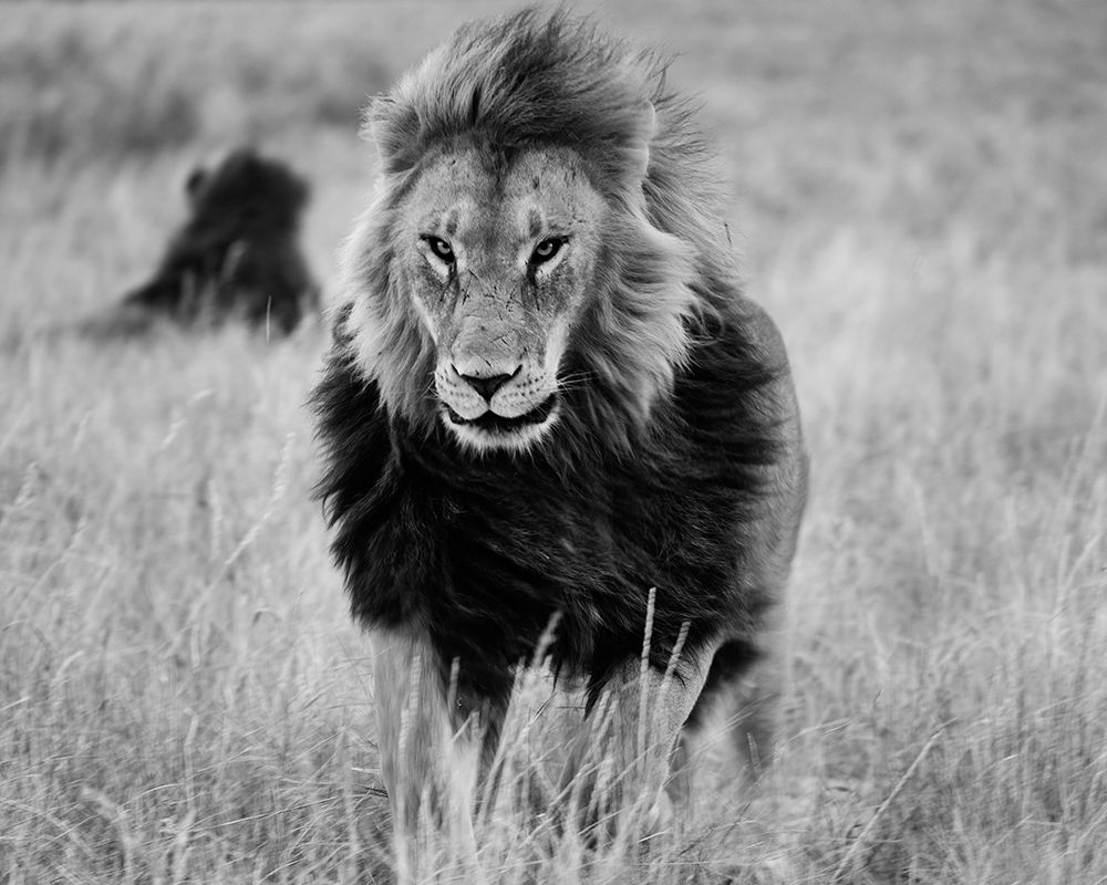 Lions in the Grass art print by Carol Highsmith for $57.95 CAD
